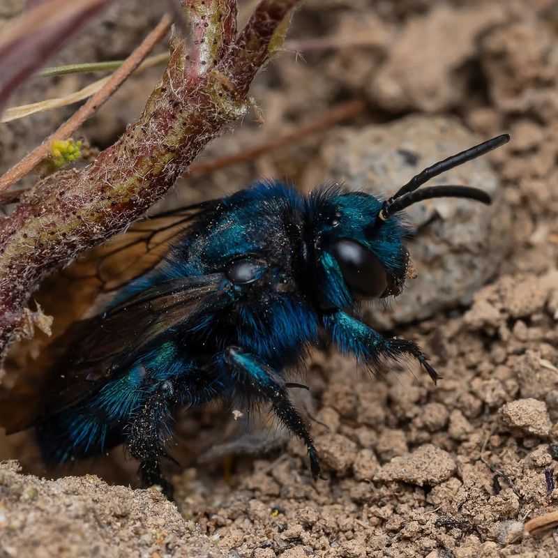 Native Bees Nest In Bare Soil And Undisturbed Areas