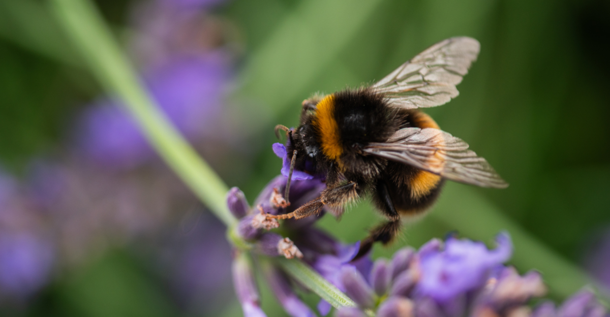 Why Native Bees Prefer Messy Oregon Gardens