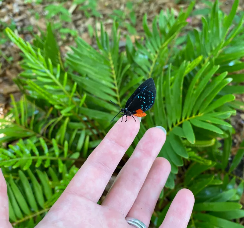 It Creates A Strong Foundation For Wildlife Friendly Yards