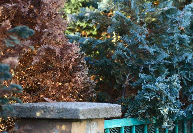 Winter Burn Can Cause Browning On New Growth