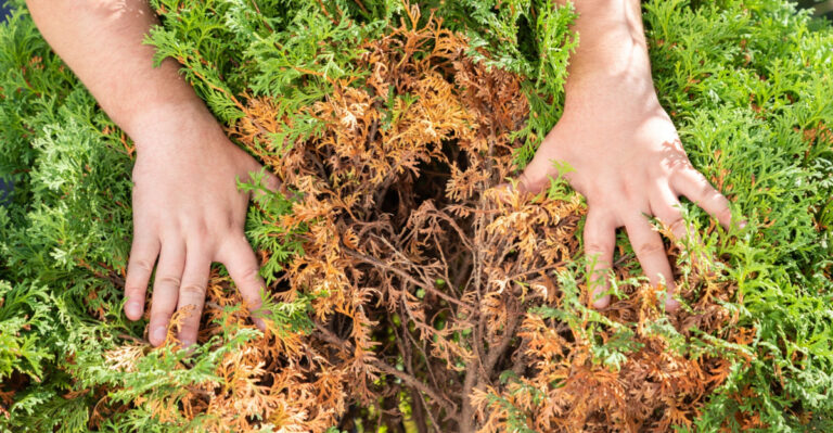Why Newly Planted Arborvitae In Michigan Often Struggle Their First Spring