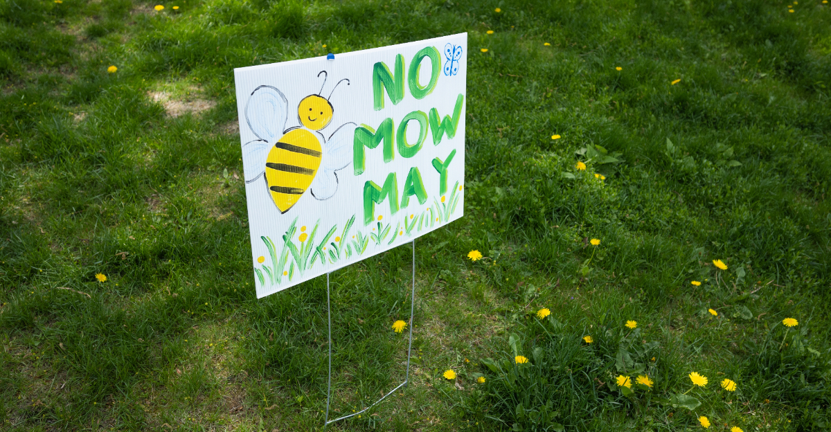 an image of no mow may poster