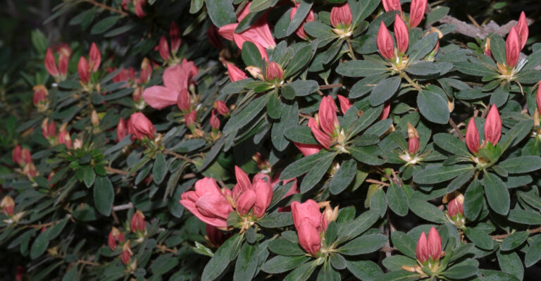 weak azaleas