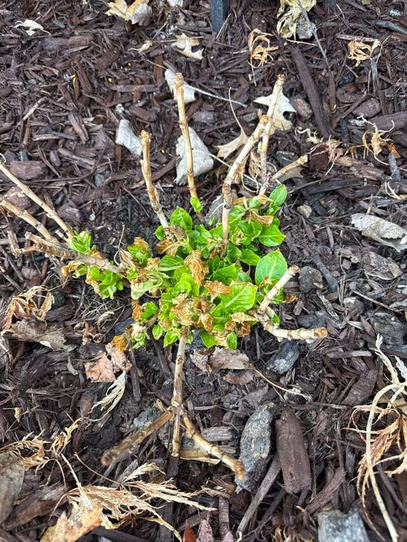 Spring Frosts Can Damage Old-Wood Flower Buds