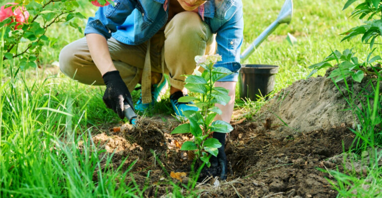 Why North Carolina Gardeners Are Adding A Second Hydrangea Variety This Spring