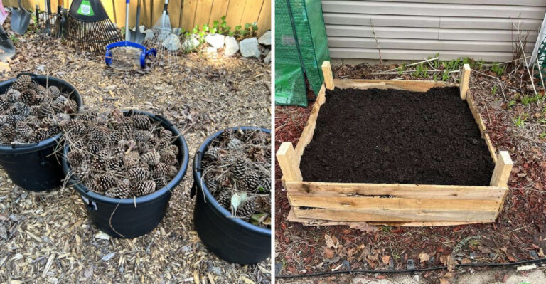 Why North Carolina Gardeners Are Burying Pine Cones In Their Soil And What It Actually Does