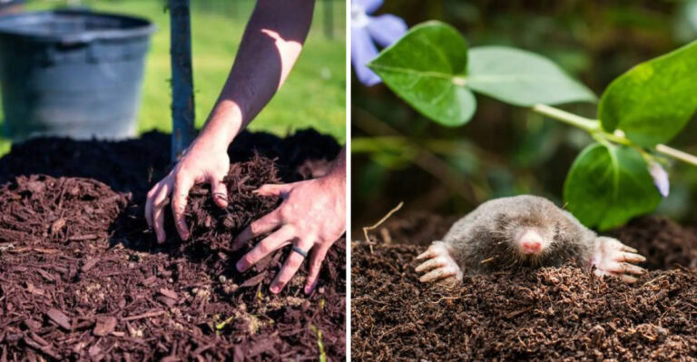 Why North Carolina Gardeners Get Moles In Spring And How To Stop Them