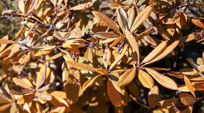 Too Much Sun Can Burn Sensitive Azalea Leaves