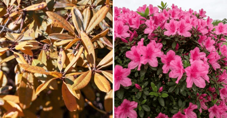 azaleas
