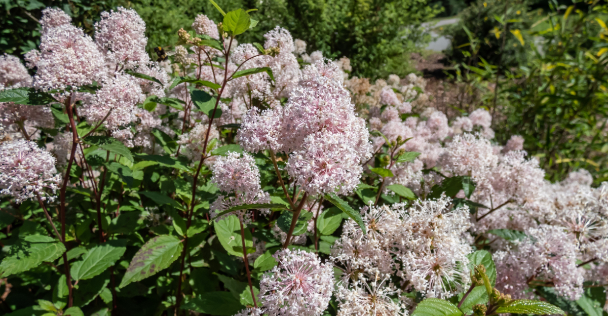 Jersey tea ceanothus