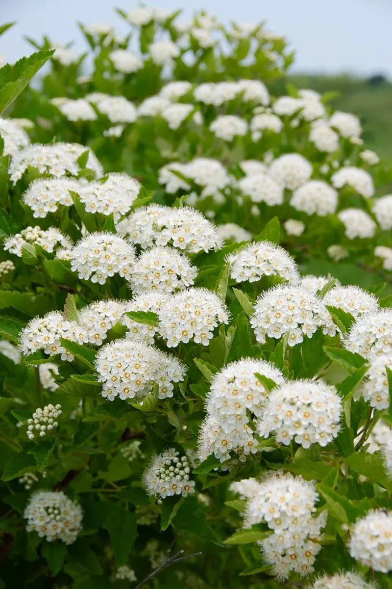 Ninebark Brings Colorful Foliage Without The Invasive Spread