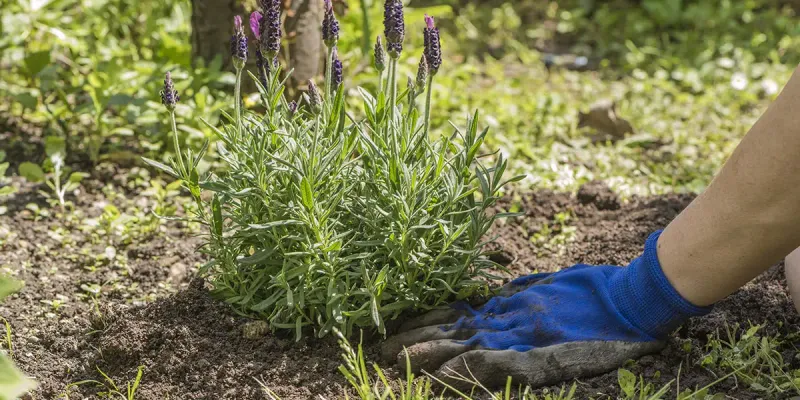 Stop Treating Lavender Like A Moisture Lover
