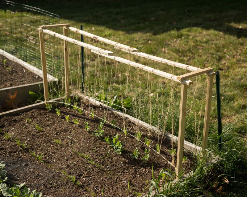 How Trellising Helps Peas Produce More Pods
