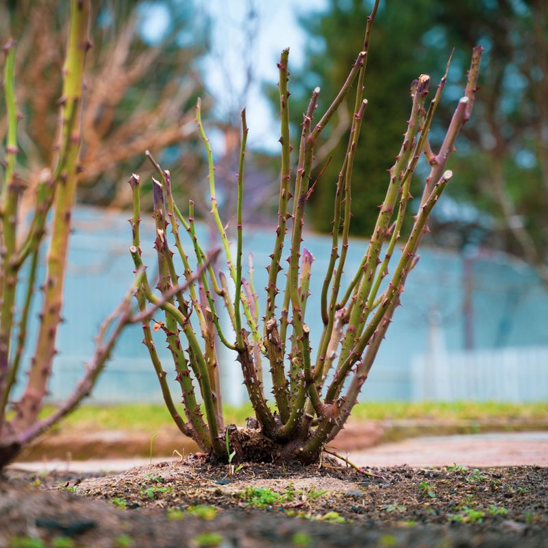 Repeat-Blooming Roses Respond Well To May Pruning