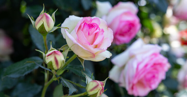 Why Ohio Gardeners Who Prune Roses In May Get More Blooms By July