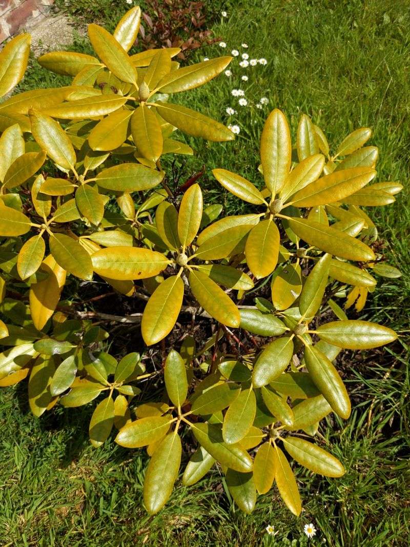 High Soil pH Can Leave Ohio Rhododendrons Short On Iron