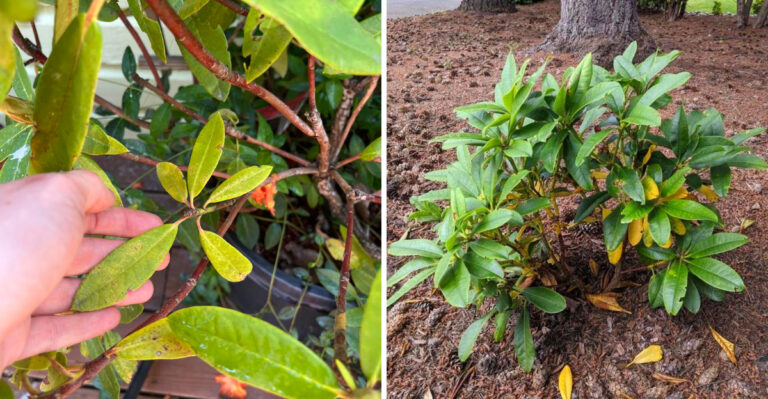 Why Ohio Rhododendrons Turn Yellow In Spring And What That Usually Means