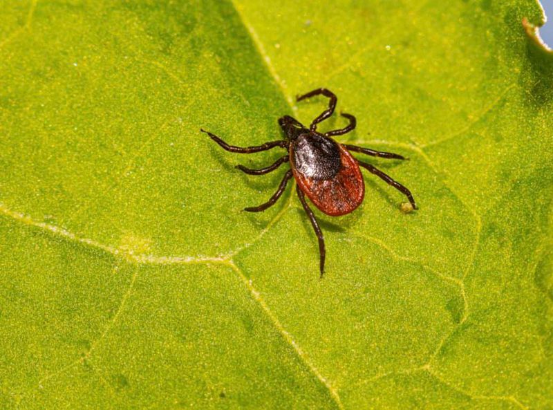 Natural Tick Control That Supports Healthier Yards
