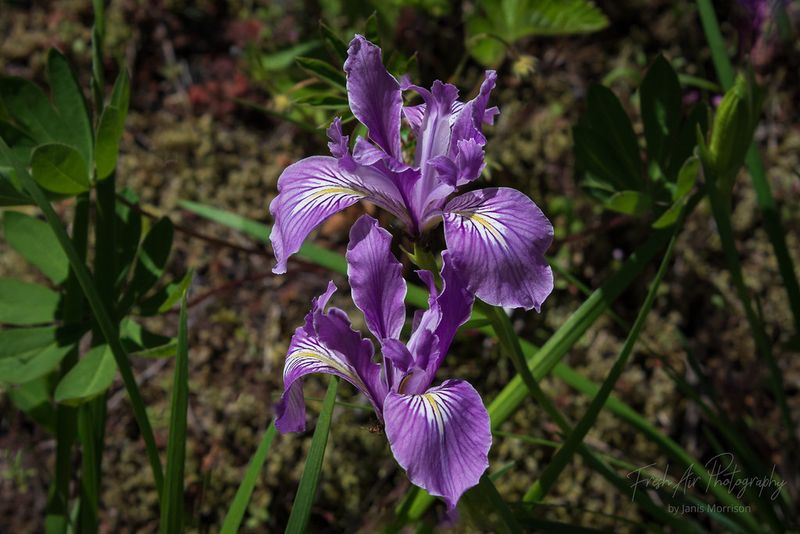 The Native Flower That Feels Effortless