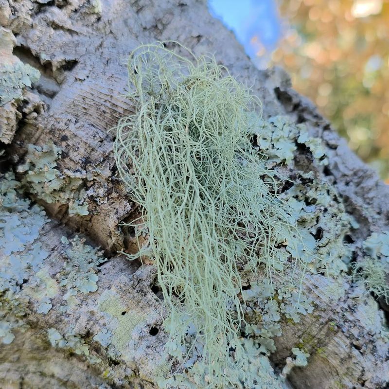 Moist Air Helps It Thrive