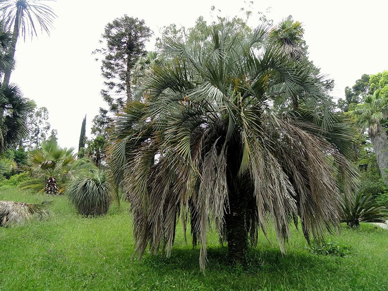 How The Wrong Fertilizer Shows Up On Texas Palms