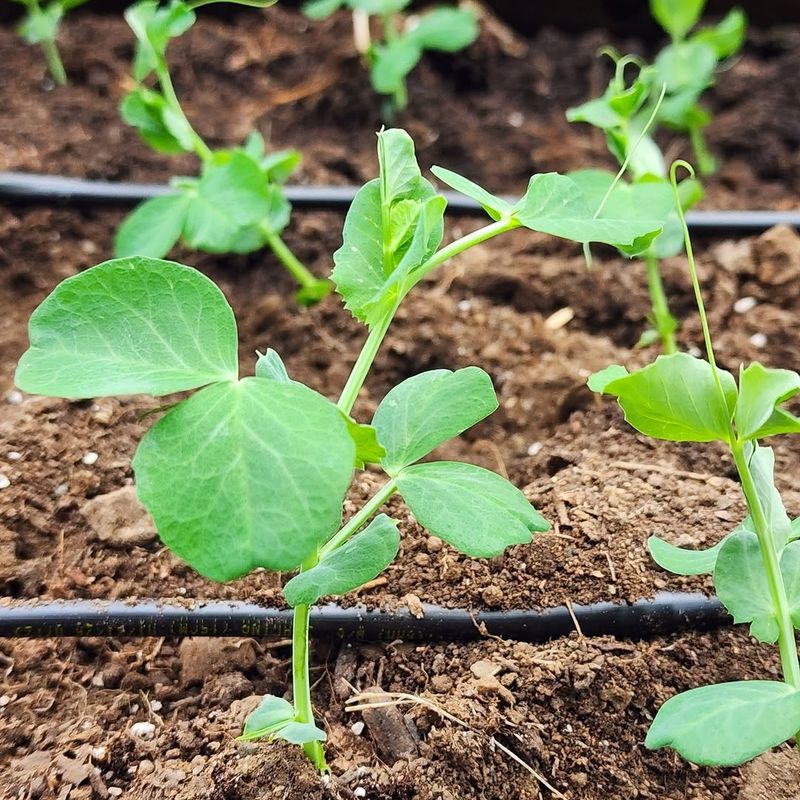 Peas Are One Of Ohio's Classic Cool-Season Crops