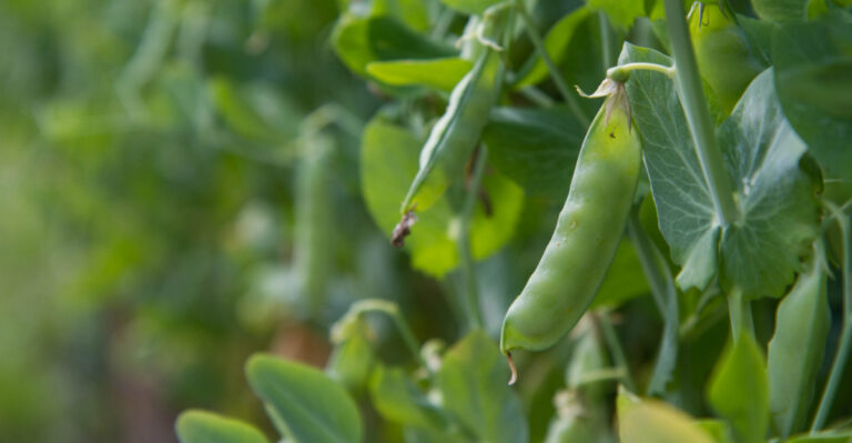 Why Peas Are the First Crop Many Ohio Gardeners Plant