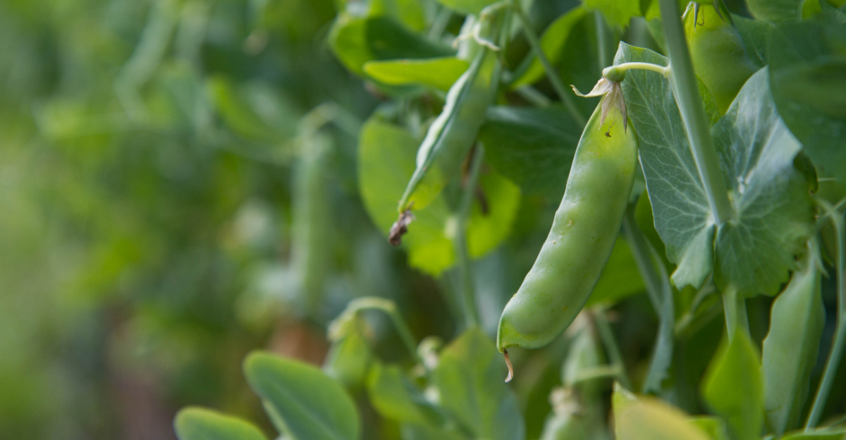 Why Peas Are the First Crop Many Ohio Gardeners Plant