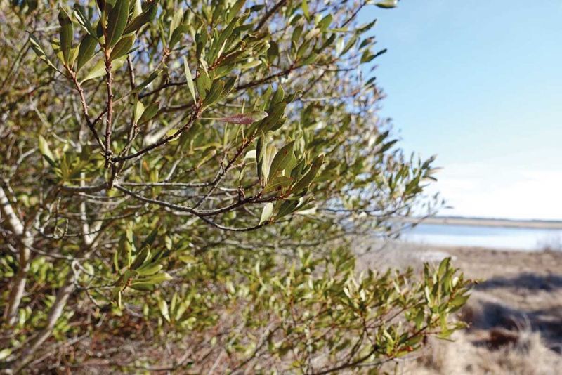 The Extra Benefits Traditional Hedges Often Don't Offer