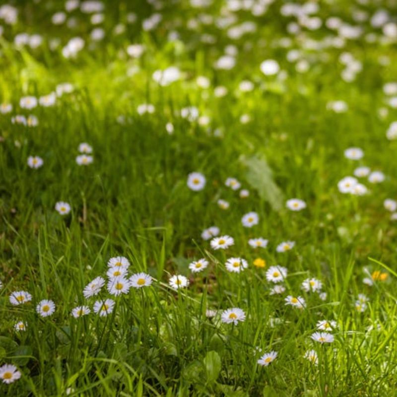 How To Do No Mow May More Safely