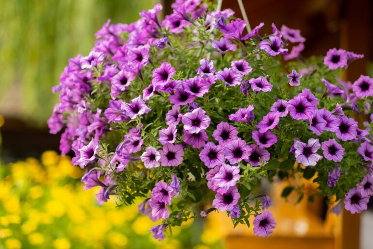 petunias