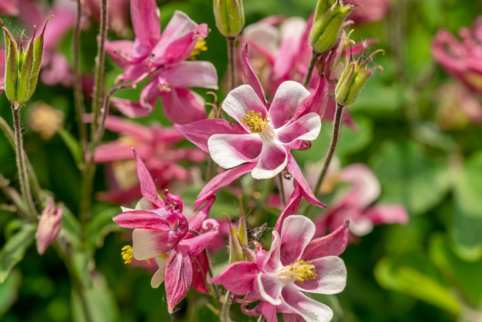 pink columbine