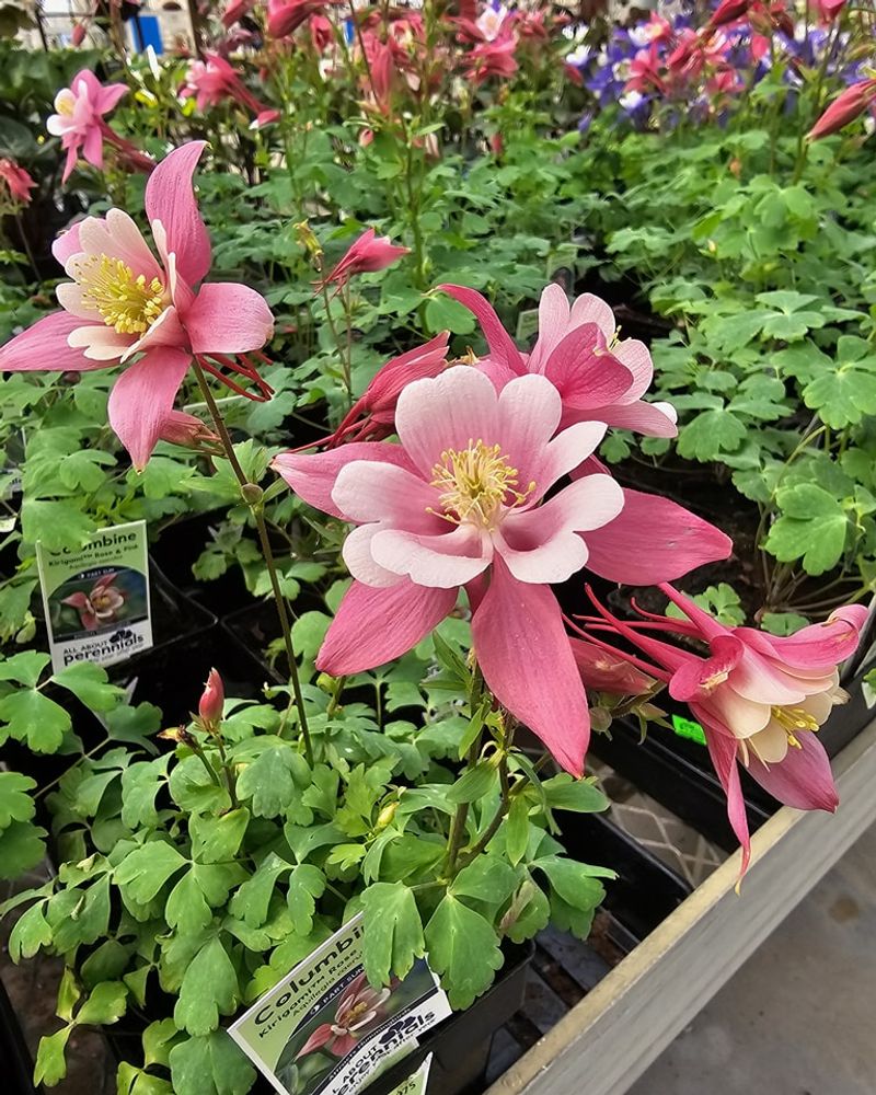 Early Season Color When Gardens Need It Most