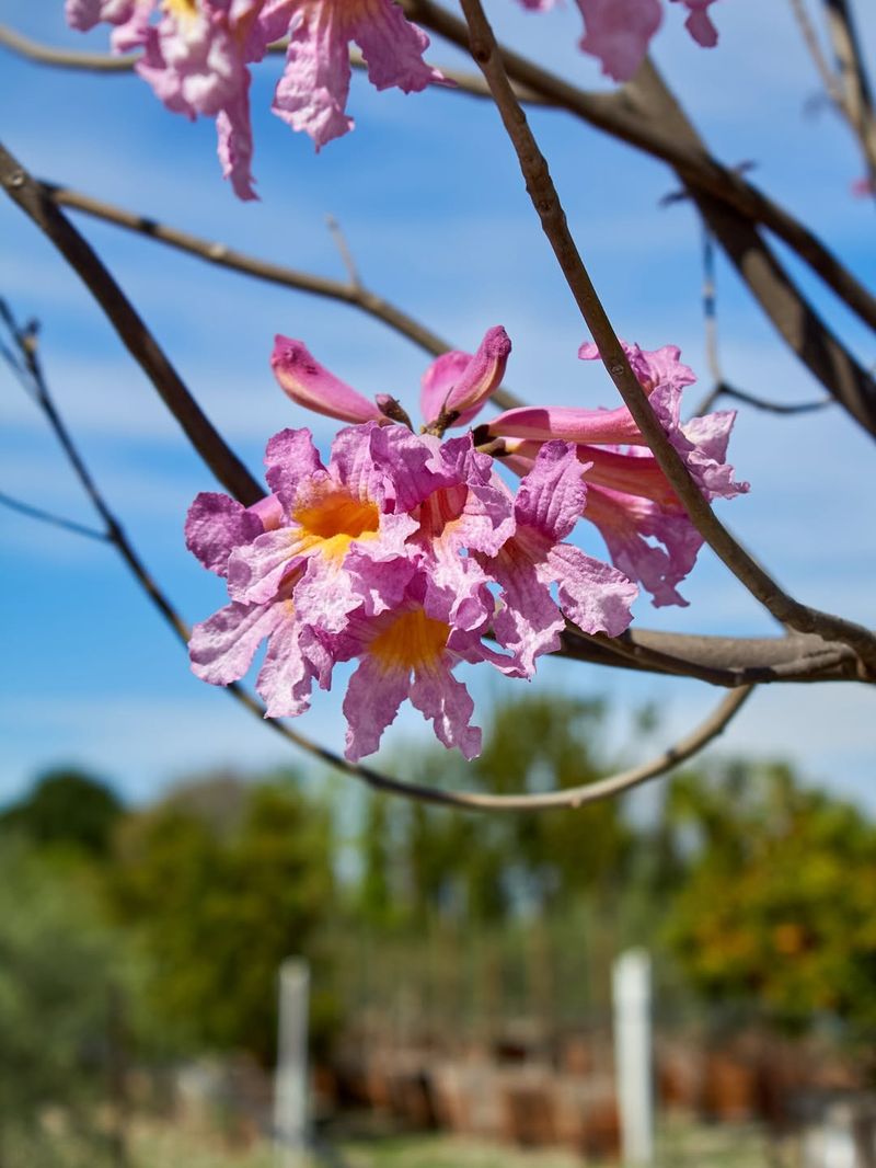 Warm Spring Weather Pushes Florida Trees Into Bloom
