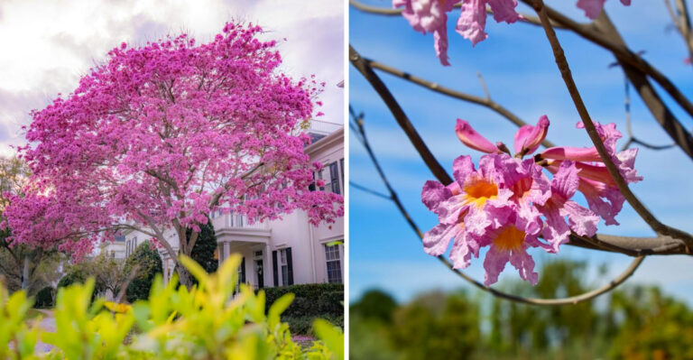 Why Pink Trumpet Trees Suddenly Bloom All Over Florida In Spring