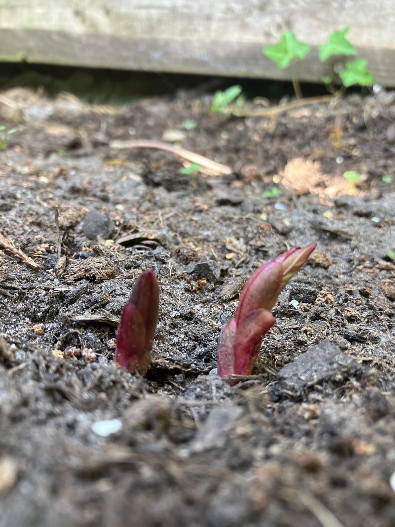 How To Find The Peony Eyes In Early Spring