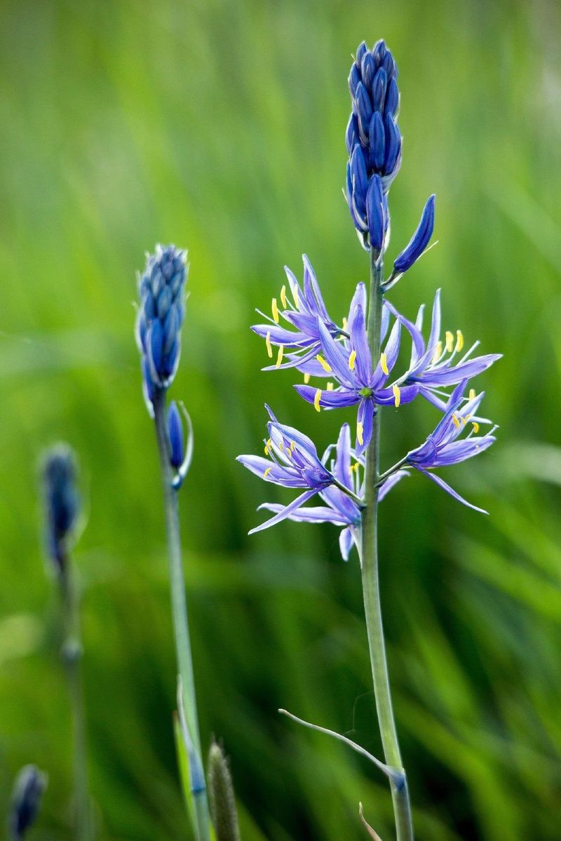 How To Grow Camas Successfully In Oregon Gardens