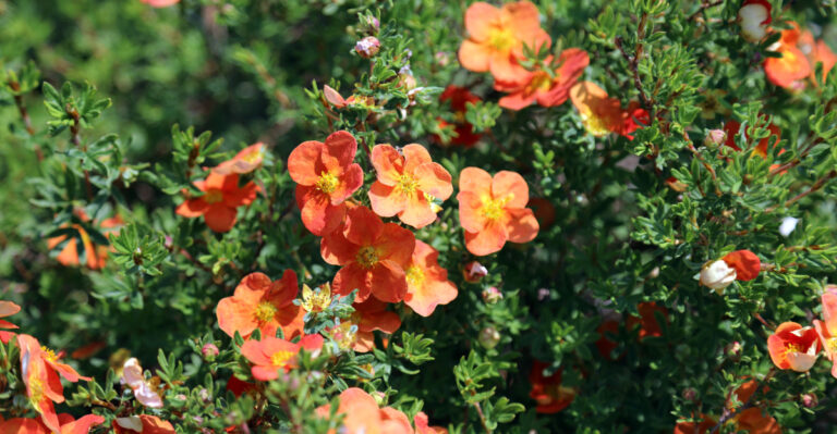 Why Potentilla Struggle To Bloom In Some Oregon Gardens