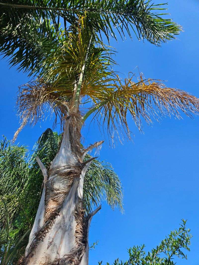 Extreme Heat Often Leaves Fronds Scorched And Thinned Out