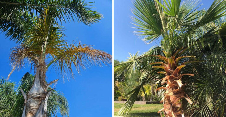 Why Queen Palms Can Be Difficult In Arizona And What To Plant Instead