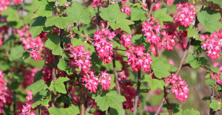Why Red-Flowering Currant Is One Of The Best Plants For Oregon Fence Lines