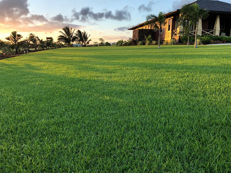 Seashore Paspalum Is Built For Salt And Sea Air