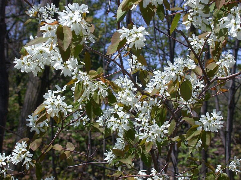 Serviceberry Is Native To Ohio And Well Adapted To Local Conditions