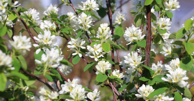 Why Serviceberry Is One Of The Best Native Trees For Ohio Front Yards