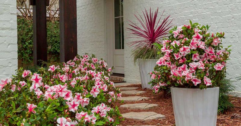 Azaleas Thrive In North Carolina's Climate