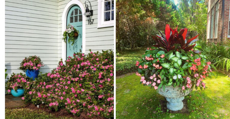 Why So Many North Carolina Homeowners Plant Azaleas Near Their Front Doors