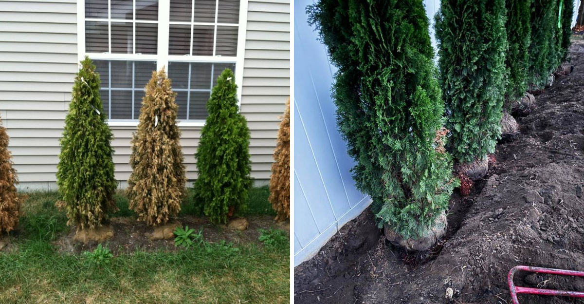 arborvitae damage