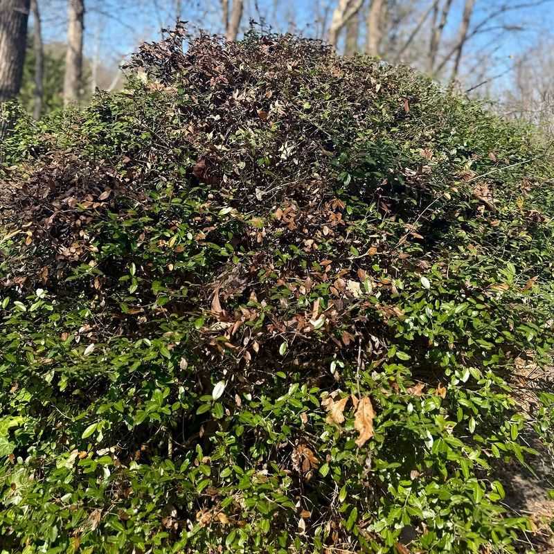 Winter Burn From Sun And Wind Exposure