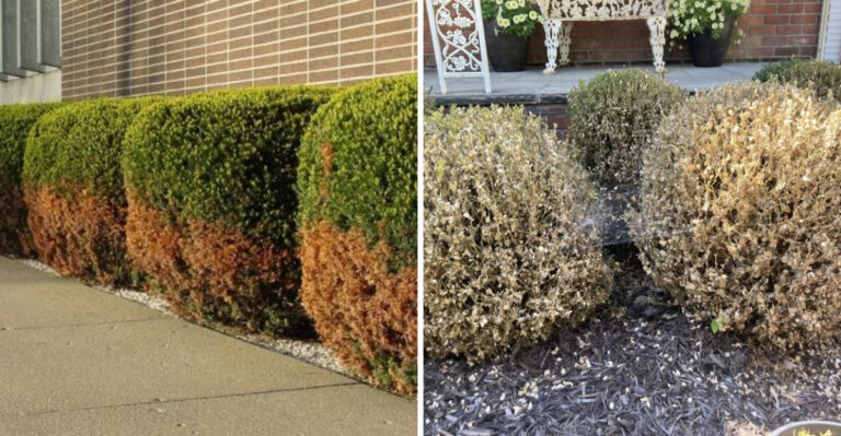 Why Some Evergreen Hedges Fail After Tough Michigan Winters