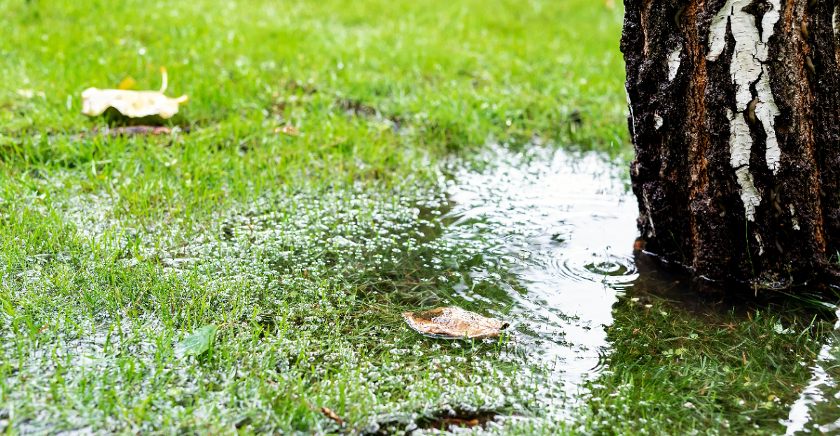 garden (featured image)